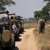 Safari Tours in Northern Tanzania